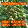 威远核桃苗，威远嫁接核桃苗，威远嫁接薄壳核桃苗