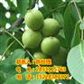 乐山核桃苗，乐山优质薄壳核桃苗，乐山薄壳核桃苗品种选择