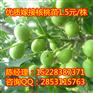 子洲怎么栽培大红袍板栗苗，子洲板栗苗小苗，子洲板栗苗规格