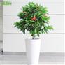 上海松江区公司乔迁之喜送礼植物