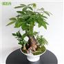 上海闵行区办公室乔迁送礼植物