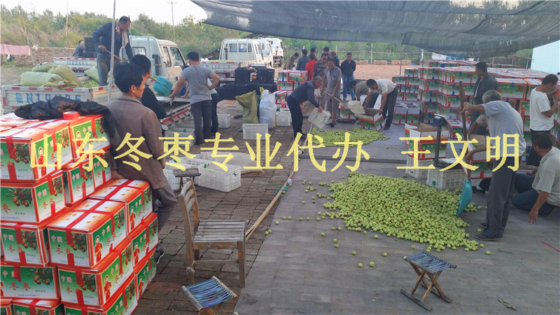 山东冬枣产地价格低交易忙&nbsp;&nbsp;山东冬枣产地代办&nbsp;&nbsp;冬枣批发价格&nbsp;&nbsp;乐陵长红枣产地