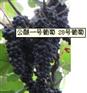供应上海优惠的公酿一号葡萄_中国公酿一号