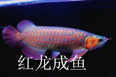 济南高新区热带鱼专卖店