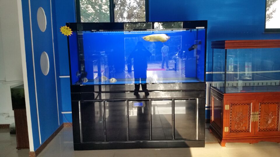 济南高新区专业上门清洗水族箱