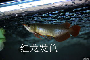 济南高新区高档观赏鱼销售