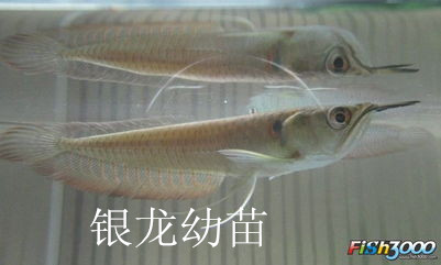 济南历下区龙鱼销售