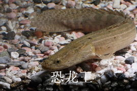 济南历下区龙鱼销售
