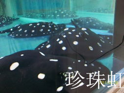 济南历下区高档观赏鱼
