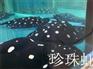 济南历下区热带鱼销售