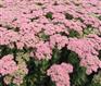 河北上盆宿根花卉批发_河北上盆宿根花卉大量批发