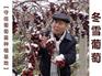 优质的冬雪葡萄苗优选徐州守信葡萄种植基地——葡萄种植基地选守