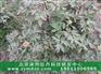 优质牡丹种植凤丹种子