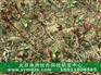 出油量高油用牡丹凤丹种子