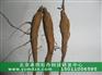 油用丹凤牡丹种子1年生
