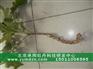 牡丹产业服务联盟油用牡丹种植技术培训班