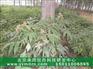 株洲凤丹油用牡丹苗种植