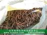 优质油用丹凤牡丹种