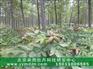 油用牡丹种苗 4年油用牡丹报价单