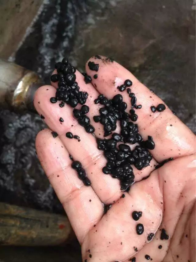 制药厌氧颗粒污泥 活性污泥菌种  厌氧污泥  污泥颗粒