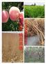 3，4，5公分布莱瑞特无花果苗品种纯正