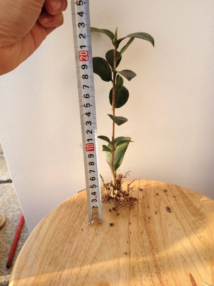 茶花小苗  浙江茶花小苗  绍兴茶花小苗