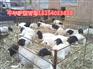 九江市肉驴养殖场（诚信商）