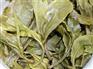 超值的2014佳茗天成冰岛贡茶哪里有卖——普洱茶代理商