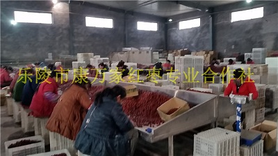 袋装批发新疆大枣厂家直销  新疆大枣批发价格  新疆大枣供应商  和田大枣加工厂家