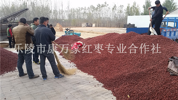 产地大量人工去核枣厂家批发  去核枣产地价格  去核枣供应商  金丝小枣加工厂家