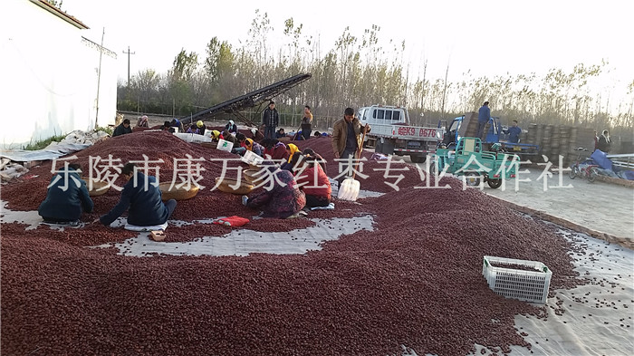 产地大量人工去核枣厂家批发  去核枣产地价格  去核枣供应商  金丝小枣加工厂家