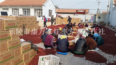 无核金丝小枣产地厂家报价  无核枣批发价格  无核枣产地供应商  金丝小枣代购代收