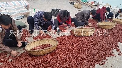 无核金丝小枣产地厂家报价  无核枣批发价格  无核枣产地供应商  金丝小枣代购代收