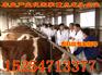 沁阳肉牛养殖场