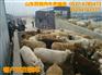 四会肉牛厂