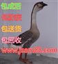 小鹅苗多少钱一只（必看）