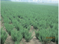 沈阳桧，沈阳塔柏，沙地柏，偃柏辽宁东北桧柏苗木基地