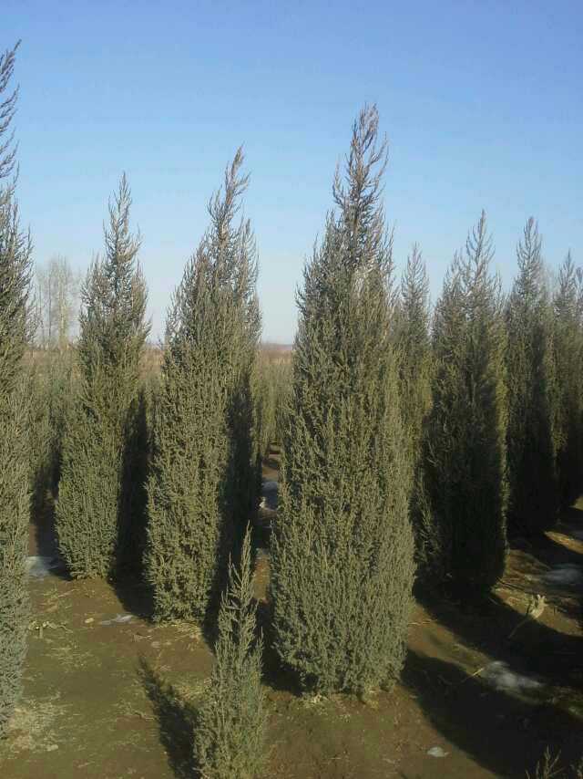 沈阳桧，沈阳塔柏，沙地柏，偃柏辽宁东北桧柏苗木基地