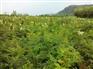 珍珠梅，珍珠梅小苗，东北珍珠梅，辽宁珍珠梅基地