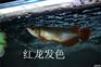 济南历下区高档热带鱼代购