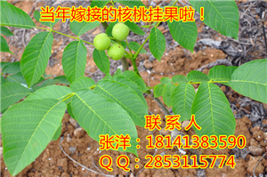 四川資深核桃苗基地