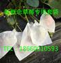 新型草莓套袋-为果农朋友增收-莱阳市新概念果袋有限公司
