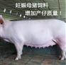 乳猪保育料使用方法与注意事项