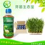 合肥芜湖宣黄山芽苗菜高效生态菌液微生物促长剂厂家直销品质
