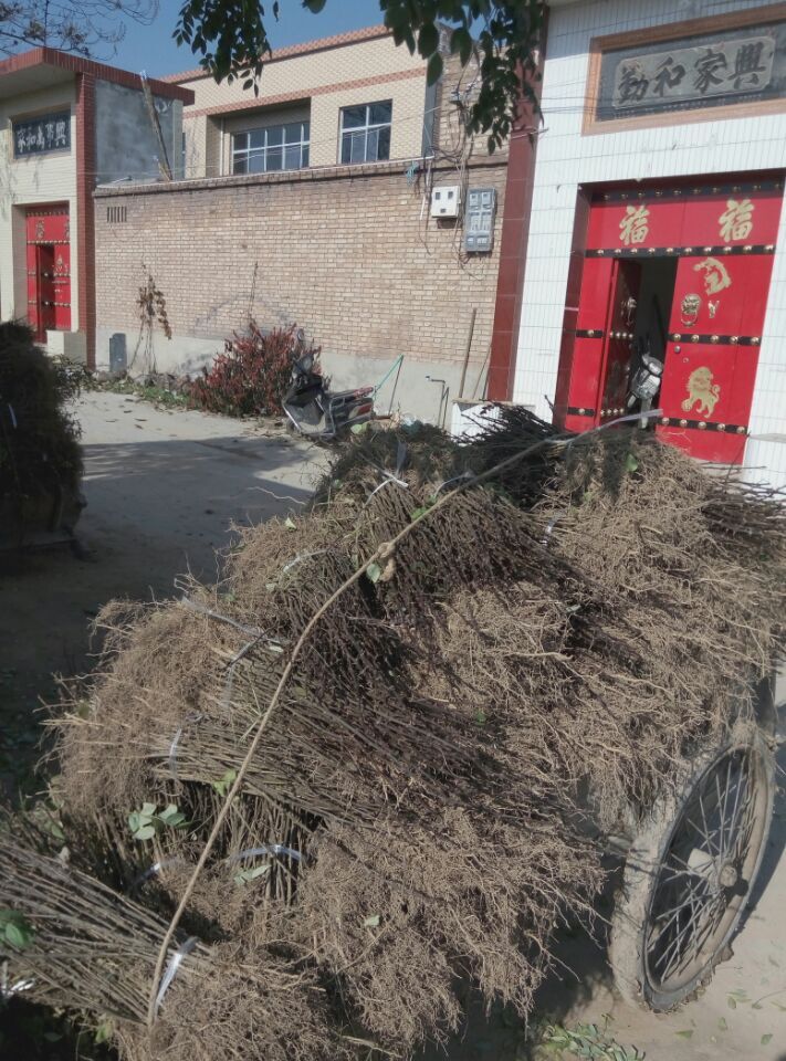 韓城市無刺花椒樹苗基地便宜批發(fā)多少錢畝產(chǎn)斤