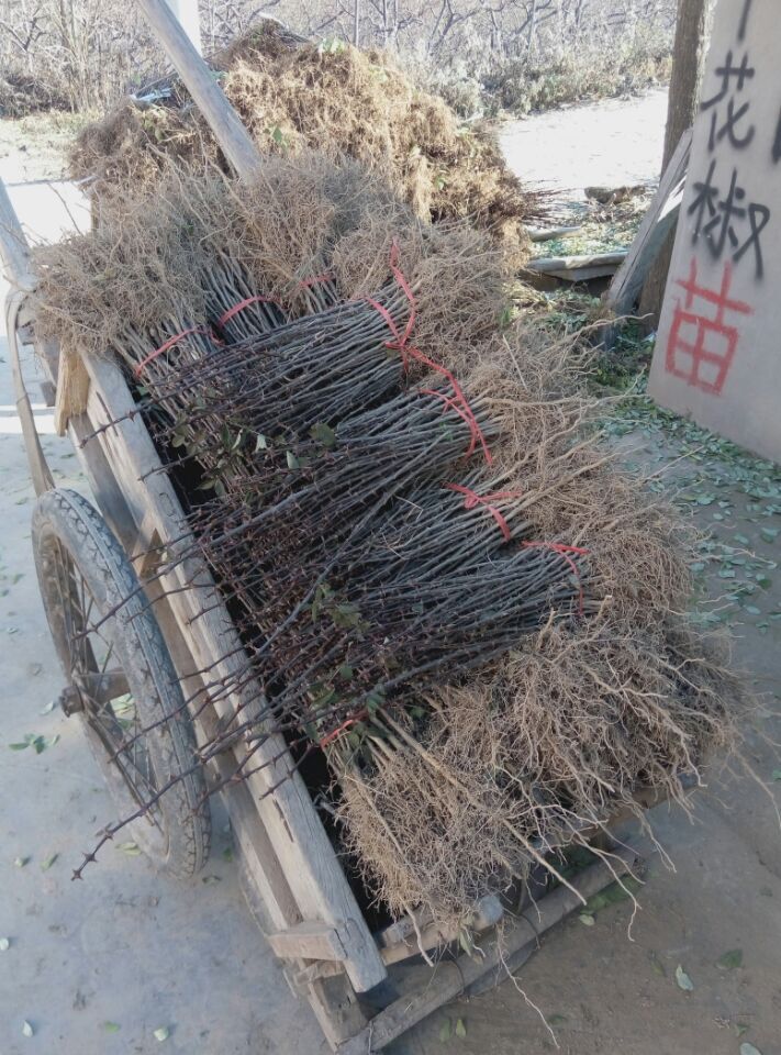 韓城市花椒樹苗陜西哪里有最便宜獅子頭大紅袍無刺