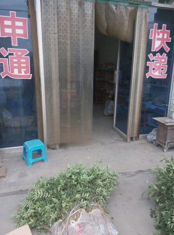 韓城市獅子頭大紅袍黃蓋花椒樹苗基地便宜哪里