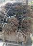 韩城狮子头韩城市大红袍花椒树苗无刺基地便宜批发