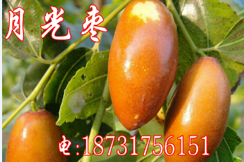 出售特甜枣树苗（月光枣树苗）  枣苗