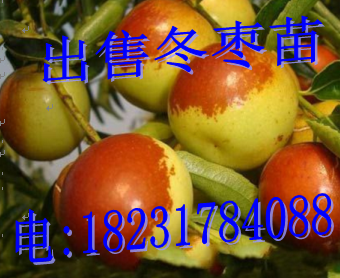 哪里出售冬枣苗（四川）